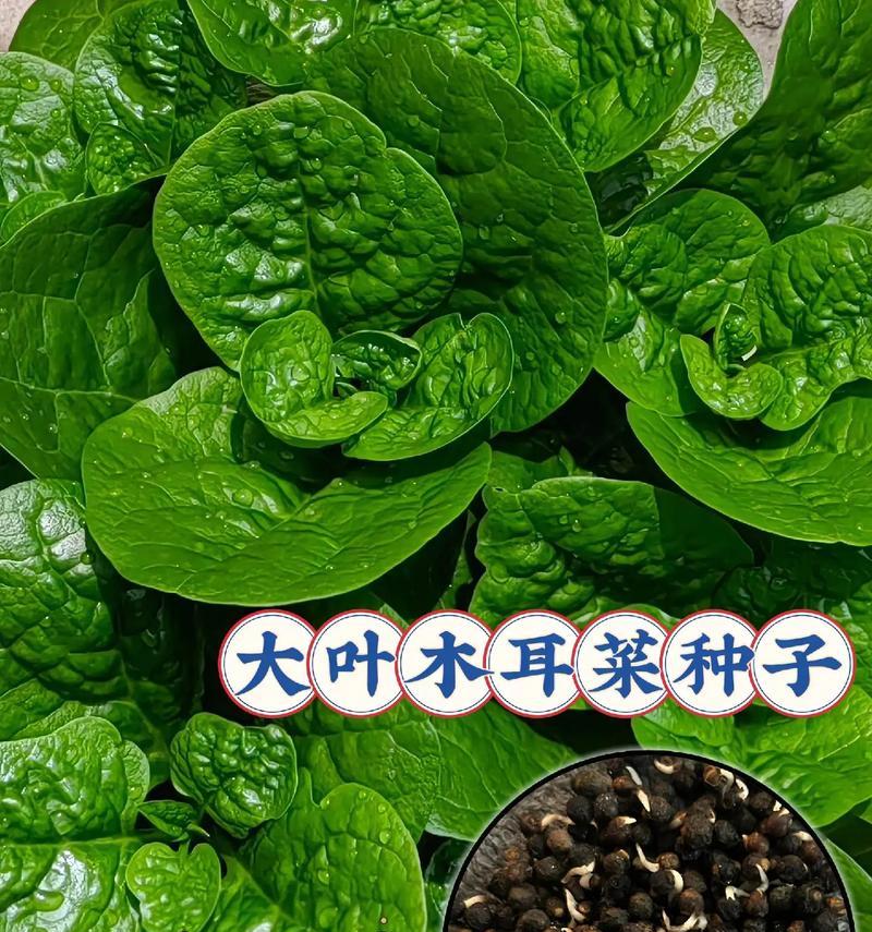 目耳菜怎么种植方法？种植过程中需要注意哪些问题？