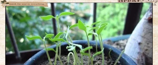 番茄催芽后徒长了怎么办？如何调整管理策略促进健康生长？