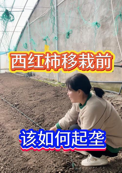 番茄催芽后徒长了怎么办？如何调整管理策略促进健康生长？