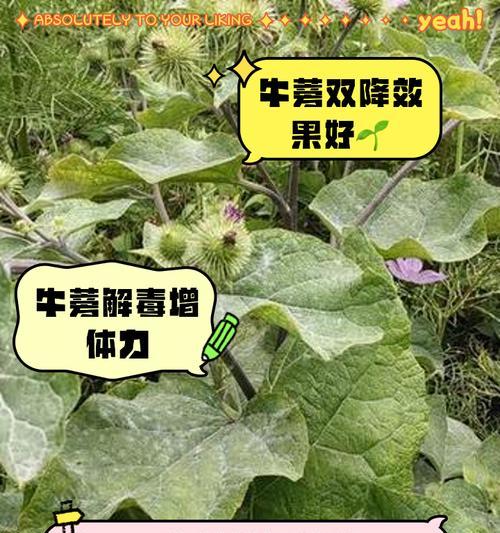 牛蒡怎么种植方法？步骤和注意事项是什么？