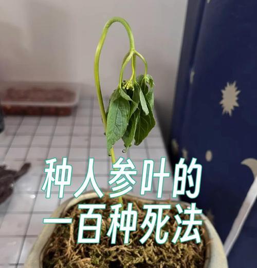 大人参种植方法有哪些？如何确保种植成功？