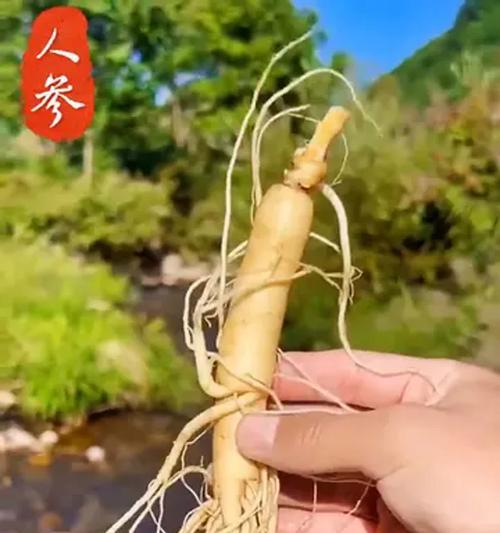 大人参种植方法有哪些？如何确保种植成功？