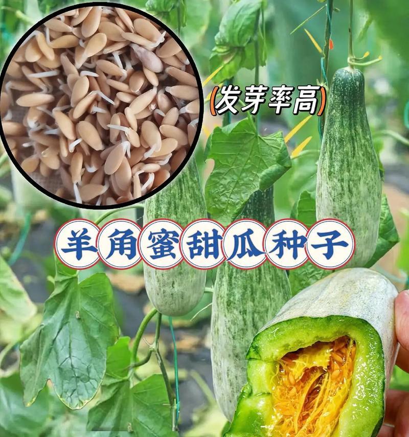香甜瓜种子催芽播种方法？步骤和注意事项是什么？