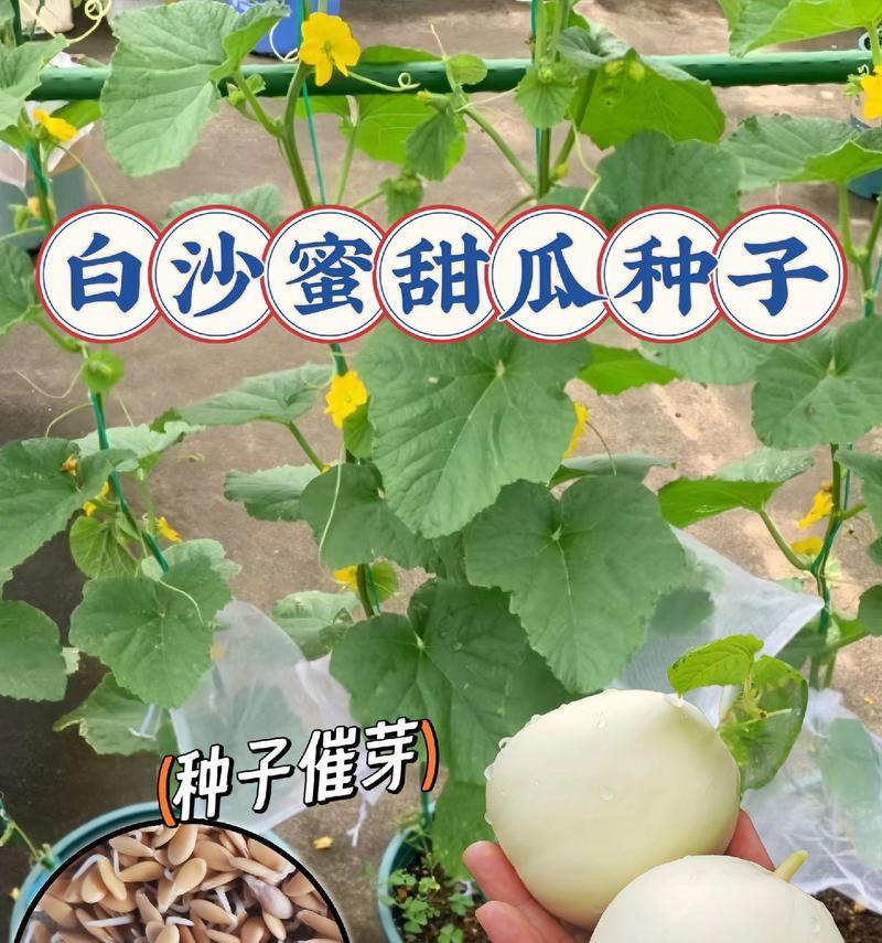 香甜瓜种子催芽播种方法？步骤和注意事项是什么？
