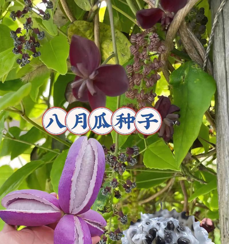香甜瓜种子催芽播种方法？步骤和注意事项是什么？