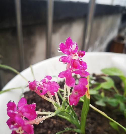 水珠花修剪枝条的最佳时机是什么时候？步骤和注意事项有哪些？