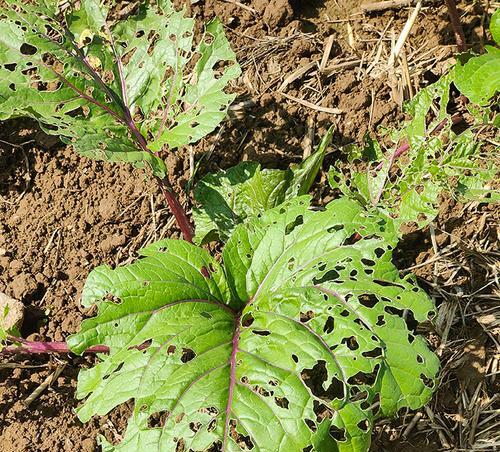 红山菜薹种植方法有哪些？如何确保种植成功？