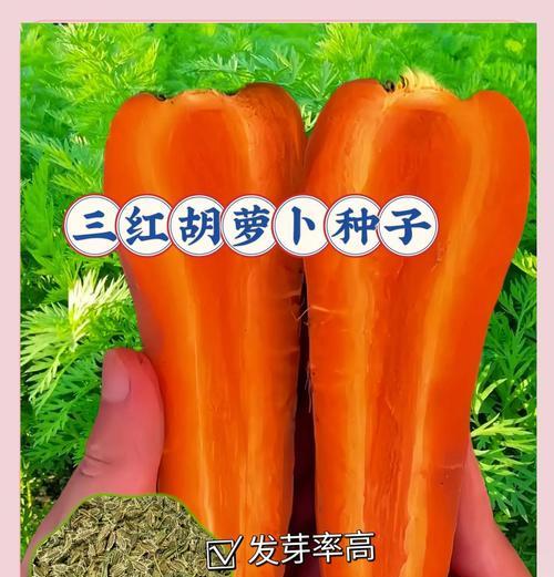 种红萝卜需要催芽吗？如何正确种植红萝卜？