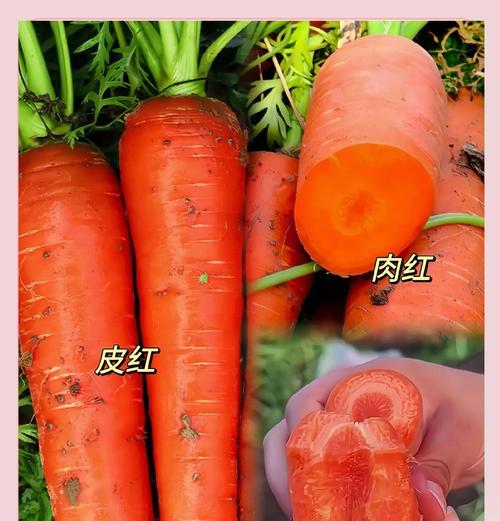 种红萝卜需要催芽吗？如何正确种植红萝卜？