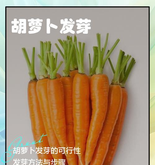 种红萝卜需要催芽吗？如何正确种植红萝卜？