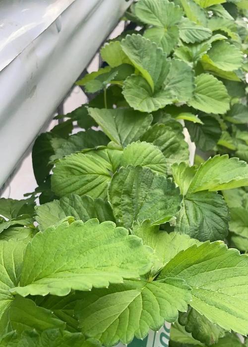 草莓种子催芽的最佳方法是什么？需要多长时间才能发芽？