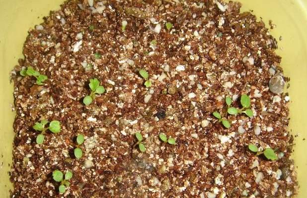 草莓种子催芽的最佳方法是什么？需要多长时间才能发芽？