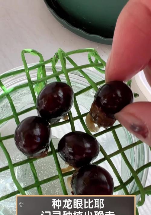 龙眼子种植方法有哪些？如何确保种植成功？