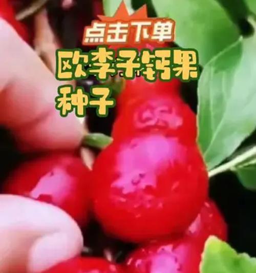 钙果种子种植方法是什么？如何确保高成活率？