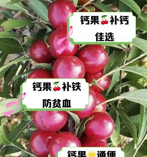 钙果种子种植方法是什么？如何确保高成活率？