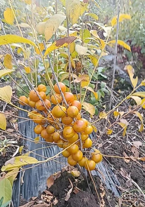 钙果种子种植方法是什么？如何确保高成活率？