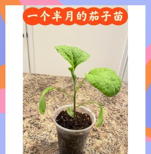 催芽发芽育苗怎么做？步骤和注意事项是什么？