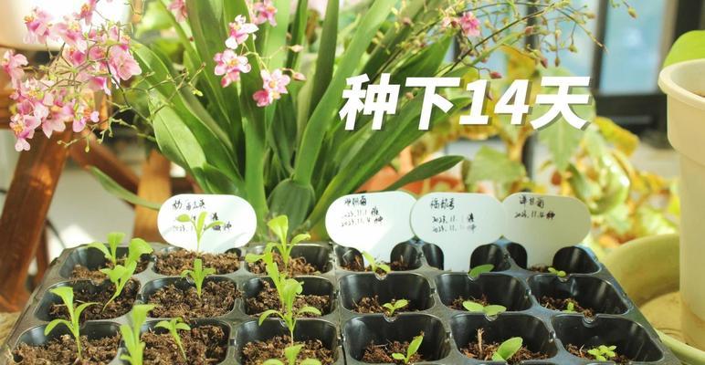 催芽发芽育苗怎么做？步骤和注意事项是什么？