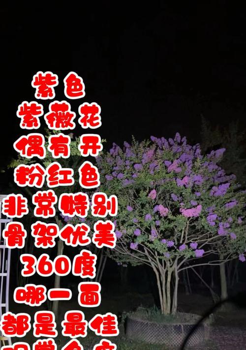 修剪紫薇树的枝条有哪些技巧？如何正确进行修剪？