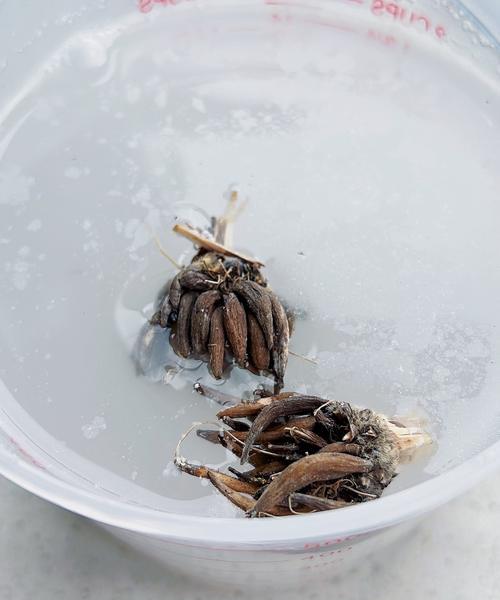 硝酸钾催芽发芽的方法是什么？使用硝酸钾催芽需要注意哪些问题？