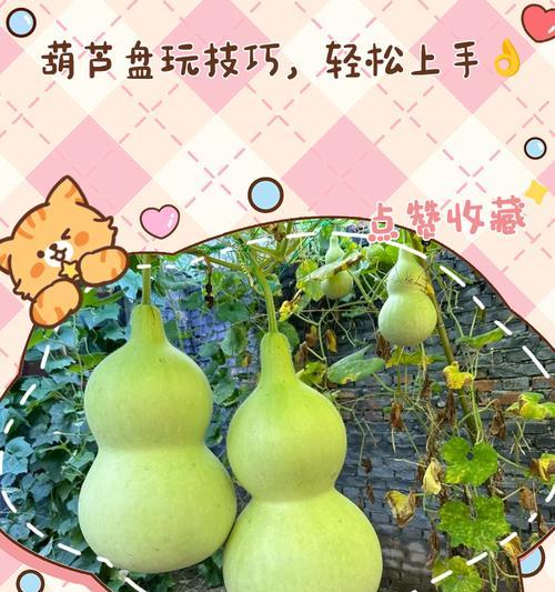 盘玩小葫芦怎么催芽？有哪些有效的方法？
