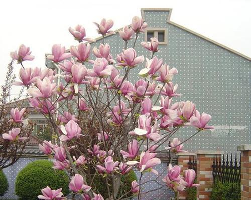 黄鸟玉兰种植方法是什么？如何正确种植黄鸟玉兰？