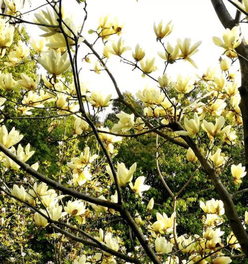 黄鸟玉兰种植方法是什么？如何正确种植黄鸟玉兰？