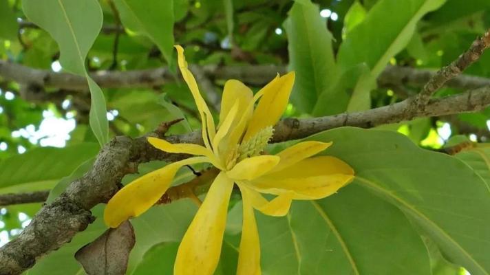 黄鸟玉兰种植方法是什么？如何正确种植黄鸟玉兰？