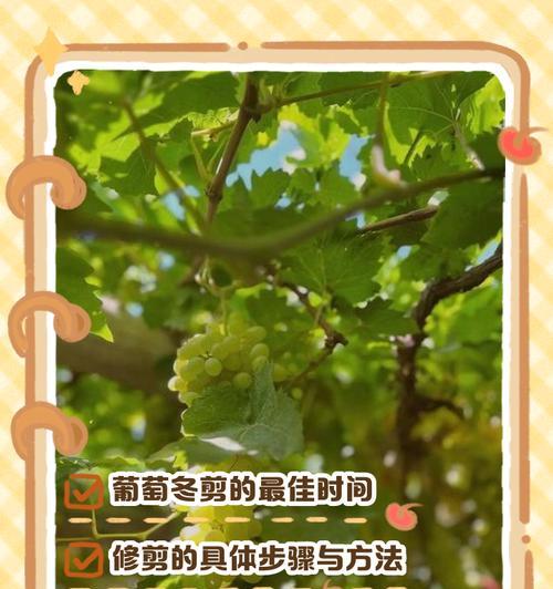 葡萄秋天剪枝怎么修剪？修剪的最佳时间与方法是什么？