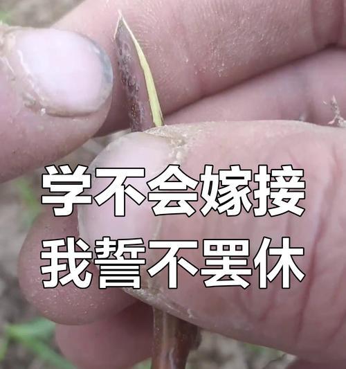 剪枝嫁接枣树怎么修剪？修剪的最佳时间和方法是什么？