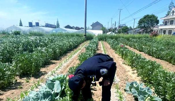 婴粟花怎么种植方法？从播种到开花的完整步骤是什么？
