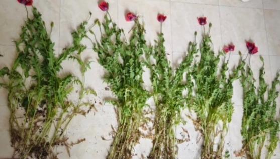 婴粟花怎么种植方法？从播种到开花的完整步骤是什么？