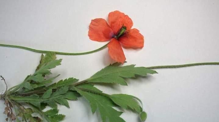 婴粟花怎么种植方法？从播种到开花的完整步骤是什么？