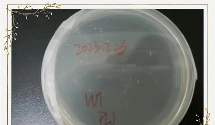 拟南芥催芽方法及养护技巧是什么？