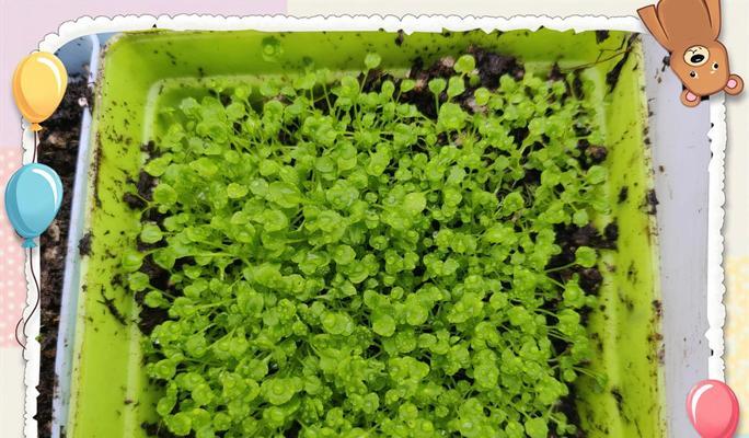 拟南芥催芽方法及养护技巧是什么？