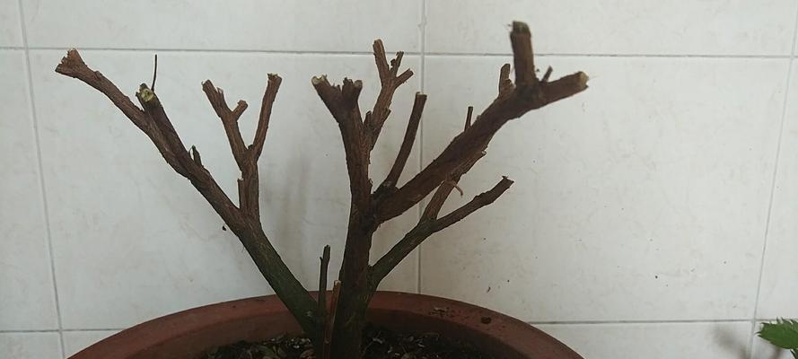 春天熊掌修剪枝条的最佳时机和方法是什么？