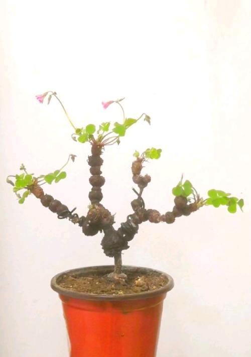 酢浆草老桩催芽方法是什么？需要多长时间才能发芽？