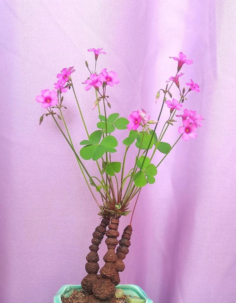 酢浆草老桩催芽方法是什么？需要多长时间才能发芽？