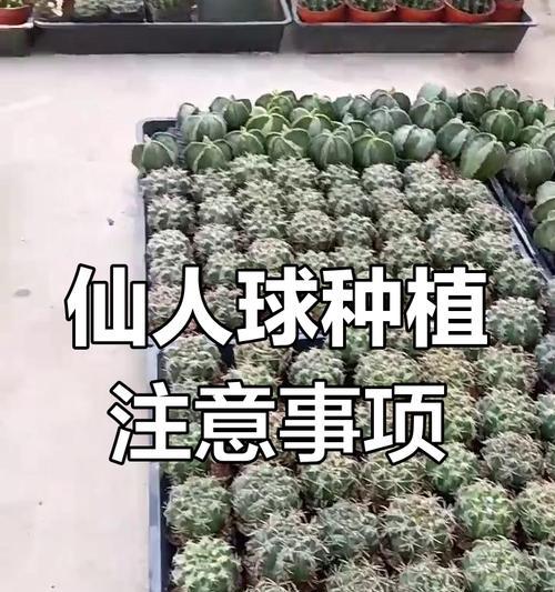 仙人球怎么种植方法？新手入门指南有哪些？