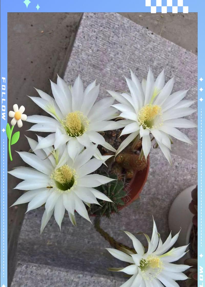 仙人球怎么种植方法？新手入门指南有哪些？