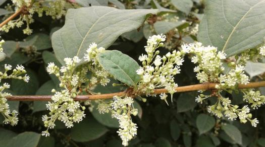 石玉花草怎么种植方法？种植过程中需要注意哪些问题？