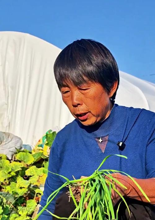 韭菜怎么种植方法？新手指南与常见问题解答？