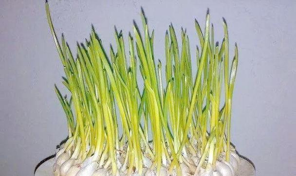 盆栽蒜种植方法是什么？如何正确使用盆栽种植大蒜？