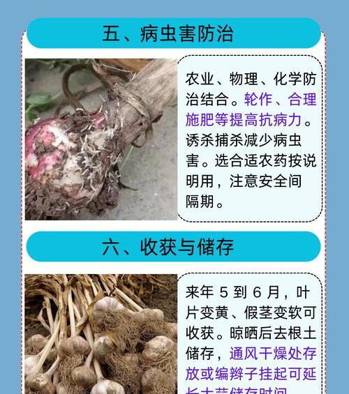 盆栽蒜种植方法是什么？如何正确使用盆栽种植大蒜？