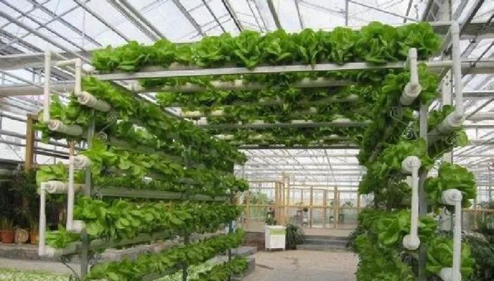叶菜水培怎么种植方法？水培叶菜有哪些常见问题及解决方法？