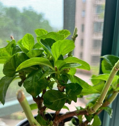 绣球巨无霸修剪枝条的最佳时机是什么时候？如何正确修剪？