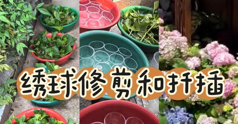 绣球巨无霸修剪枝条的最佳时机是什么时候？如何正确修剪？