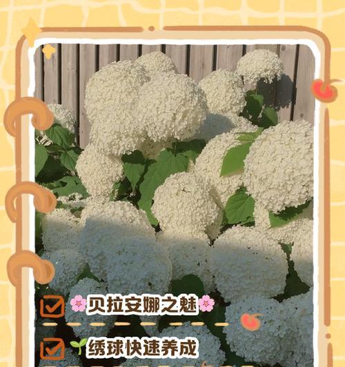 绣球巨无霸修剪枝条的最佳时机是什么时候？如何正确修剪？