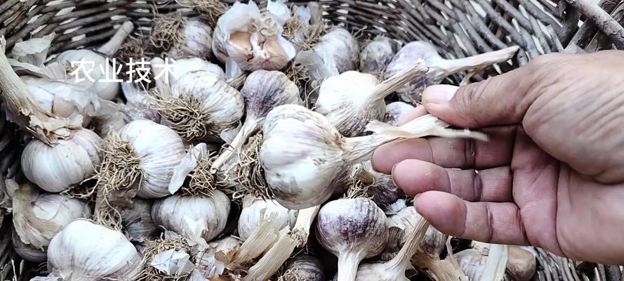 嫩大蒜催芽方法是什么？需要多长时间才能发芽？
