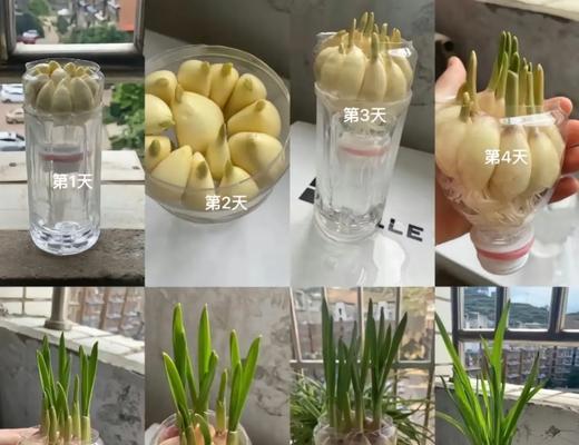 嫩大蒜催芽方法是什么？需要多长时间才能发芽？
